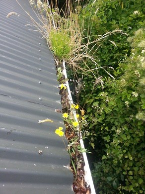 Gutter Clean - Drainage Service Auckland